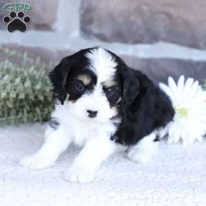 Amber, Cavapoo Puppy